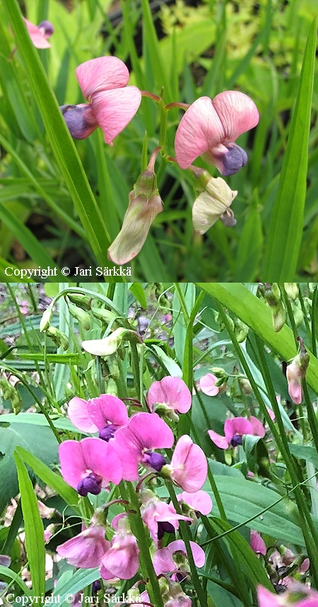 Lathyrus sylvestris, metsntkelm